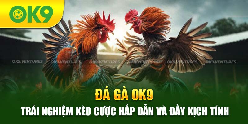 Đá Gà OK9 - Các Trận Đấu Kịch Tính Hội Tụ Nhiều Thần Kê