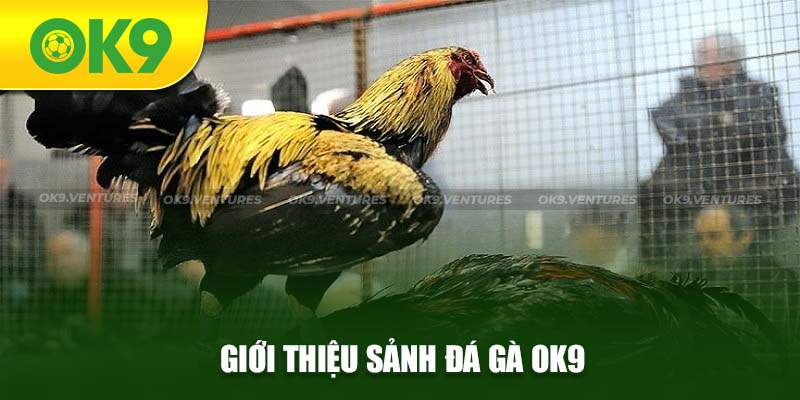 Đôi nét sảnh đá gà OK9